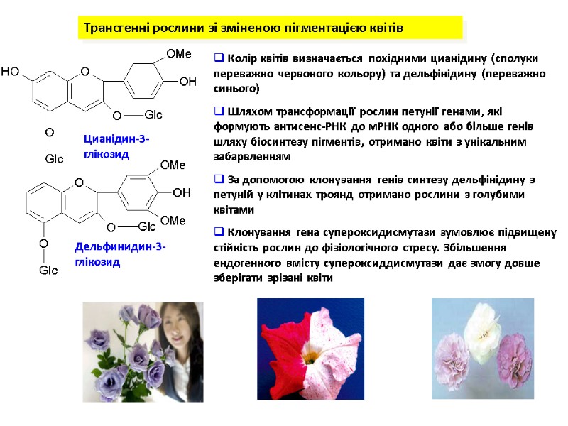 Дельфинидин-3-глікозид Цианідин-3-глікозид Трансгенні рослини зі зміненою пігментацією квітів  Колір квітів визначається похідними цианідину